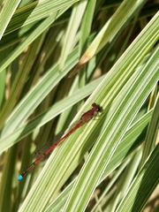 Oxyagrion
