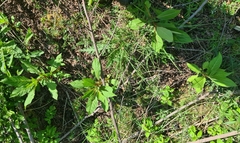 Impatiens glandulifera