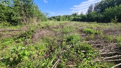 Impatiens glandulifera