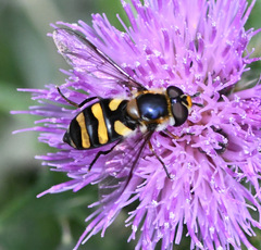 Didea intermedia