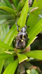 Rutela