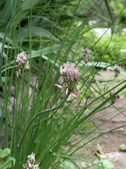 Allium geyeri