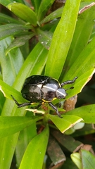 Rutela