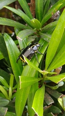 Rutela