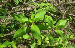 Impatiens glandulifera