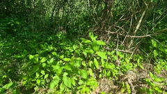 Impatiens glandulifera