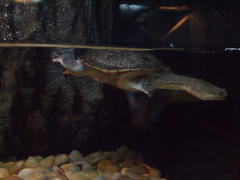 Chelodina rugosa