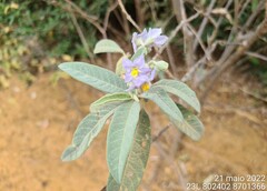 Solanum stipulaceum