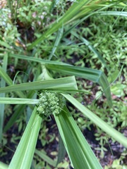 Scirpus atrovirens