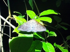 Hypospila bolinoides
