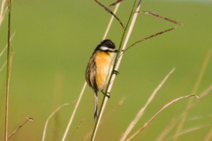 Culicivora caudacuta