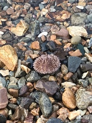 Strongylocentrotus intermedius