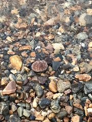 Strongylocentrotus intermedius