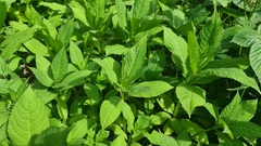 Impatiens glandulifera