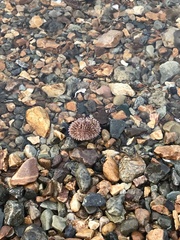 Strongylocentrotus intermedius