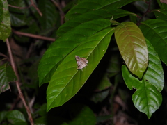 Pangrapta philemonalis