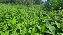Impatiens glandulifera
