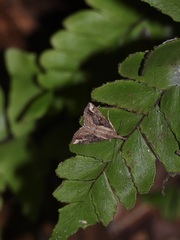 Pangrapta philemonalis