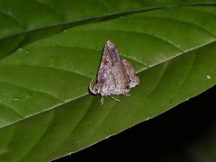 Pangrapta philemonalis
