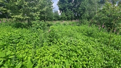 Impatiens glandulifera
