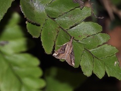 Pangrapta philemonalis