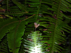 Odontiinae