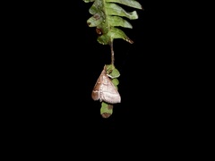 Odontiinae
