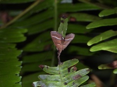 Odontiinae