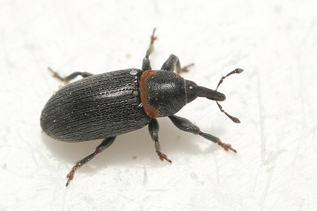 Mecinus collaris