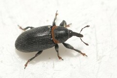 Mecinus collaris