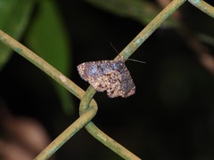 Diomea diffusifascia