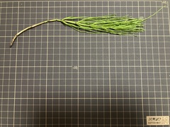 Equisetum arvense