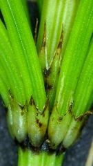Equisetum arvense