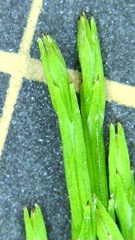 Equisetum arvense