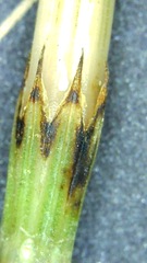 Equisetum arvense