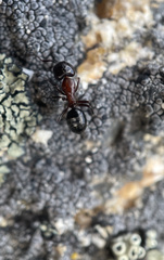 Camponotus hyatti