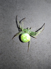 Araneus cingulatus