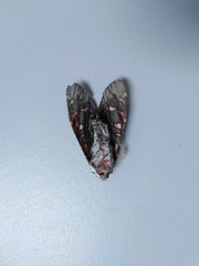 Arachnis aulaea