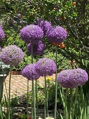 Allium