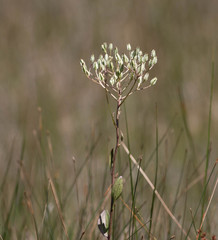 Arnoglossum