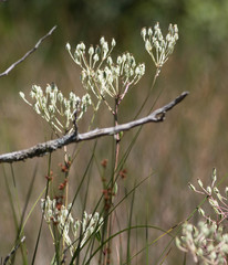Arnoglossum