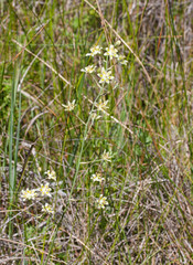 Anticlea elegans glauca