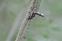 Ululodes macleayanus