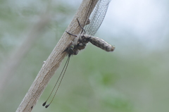 Ululodes macleayanus