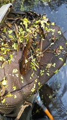 Pelophylax lessonae