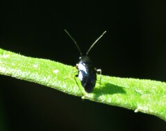 Slaterocoris