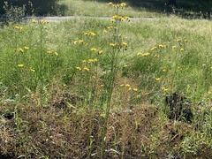 Hieracium umbellatum
