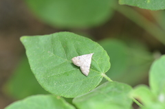 Hemeroplanis historialis