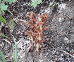 Orobanche coerulescens