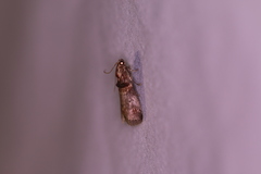 Acrobasis angusella